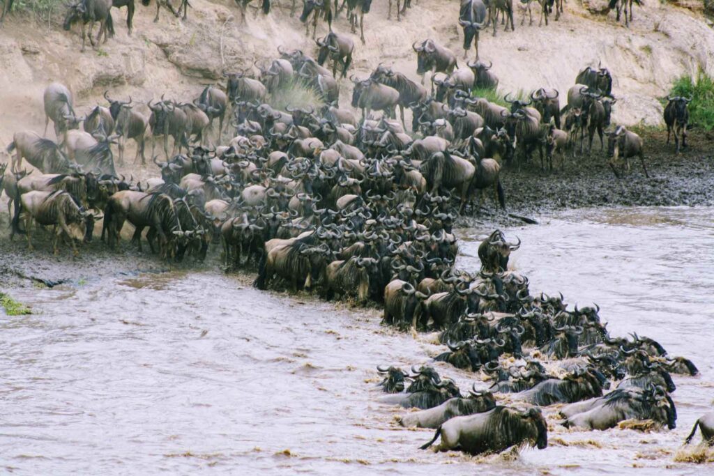 Tour 1 | 3 Days 2 Nights Kenya Maasai Mara Safari | Siafu World Travel